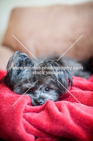 terrier mix lying in red blanket
