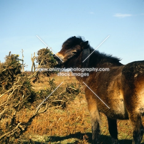 Exmoor pony eating gorse on Exmoor in winter