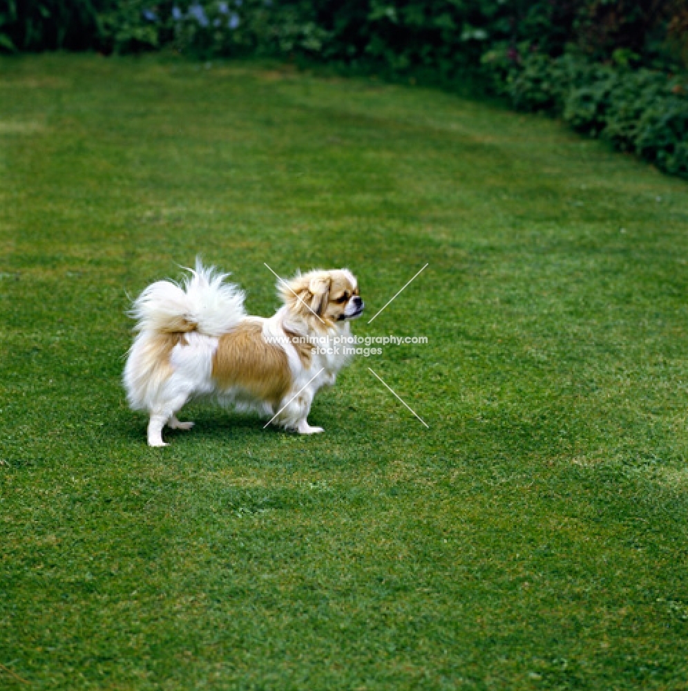  velrock la-tru at braeduke, tibetan spaniel standing on grass