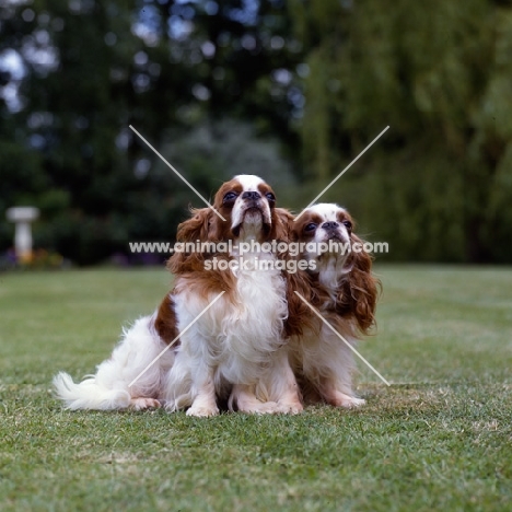 two king charles spaniels looking up tudorhurst theron, and tudorhurst ... 