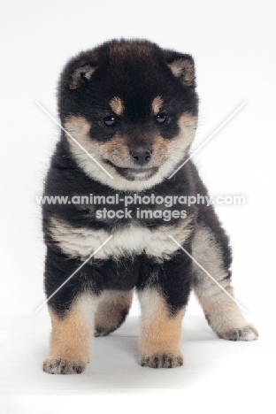black and tan coloured Shiba Inu puppy, front view
