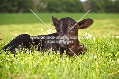 black Aberdeen Angus