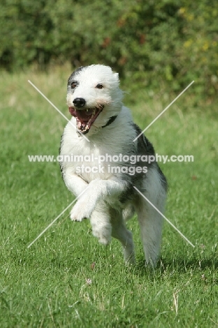 Lurcher running