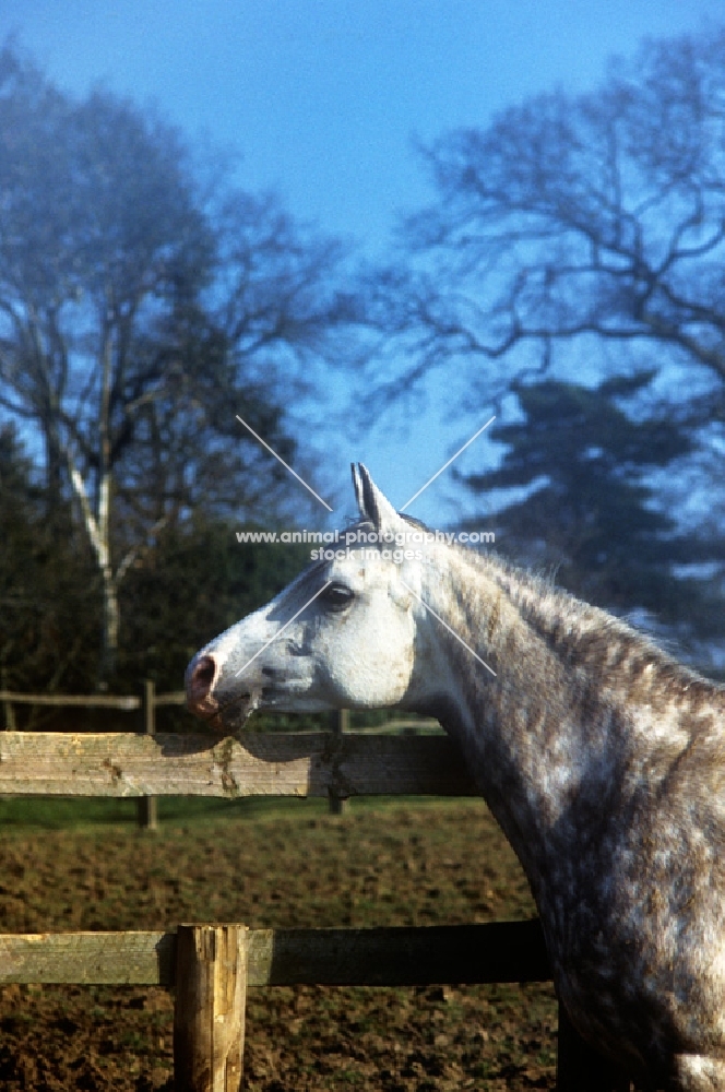 arab mare looking over a fence