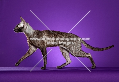black and white Cornish Rex cat, side view on purple background