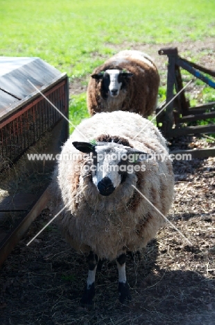 two bonte Texel sheep, (aka bonte Texelaar)
