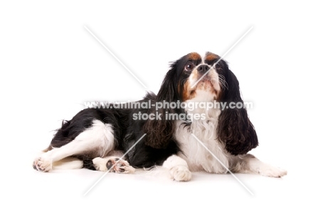 black, brown and white King Charles Spaniel isolated on a white background