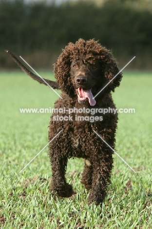 Irish Water Spaniel walking in field