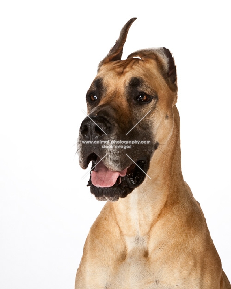 great dane portrait