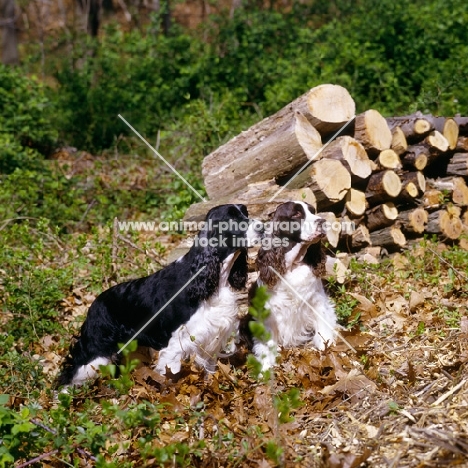 am ch millbrook's genesis (b&w dog) highcliffe's lady love (liver & white), two english springer spaniels in usa by a log pile