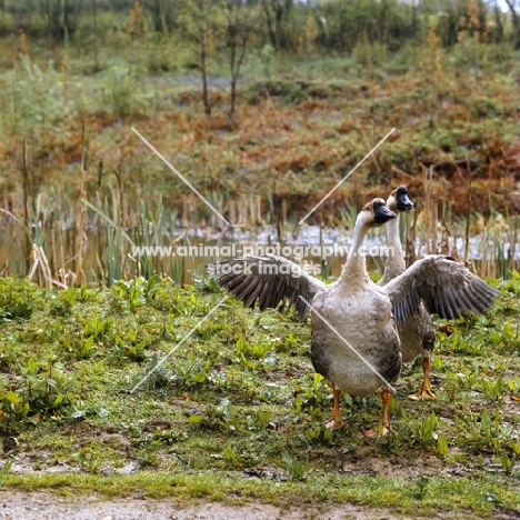 chinese goose spreading its wings