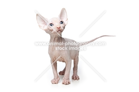 7 week old Sphynx kitten