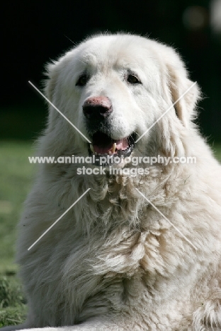 Maremma Sheepdog portrait