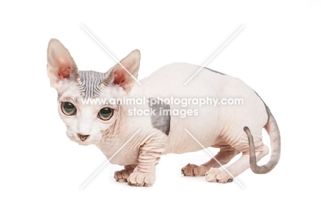 Bambino cat crouching on white background