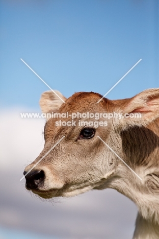 Swiss brown calf, head study
