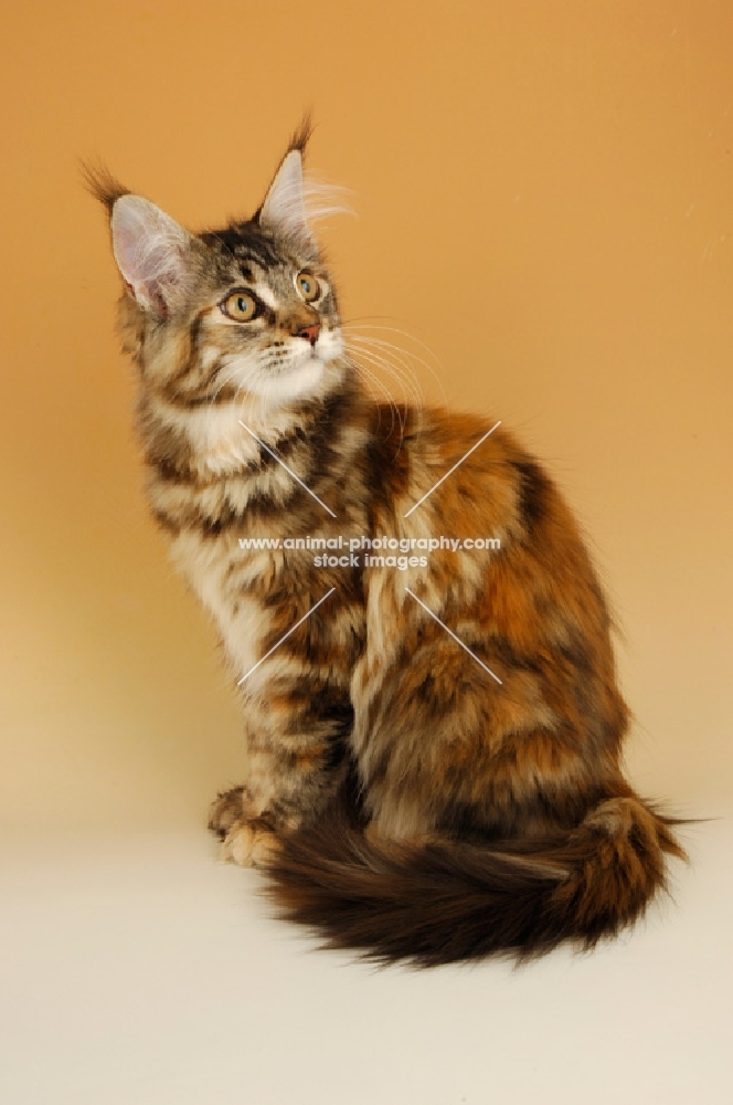 maine coon cat sitting, tortie tabby coloured