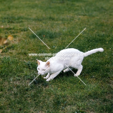 ch annelida icicle, devon rex cat out prowling
