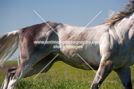muscular quarter horse