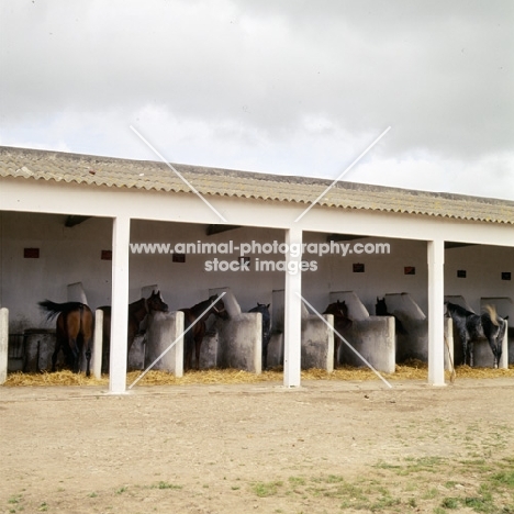 stables in morocco