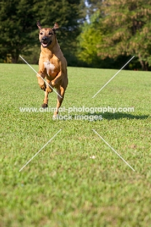 Rhodesian Ridgeback running on grass