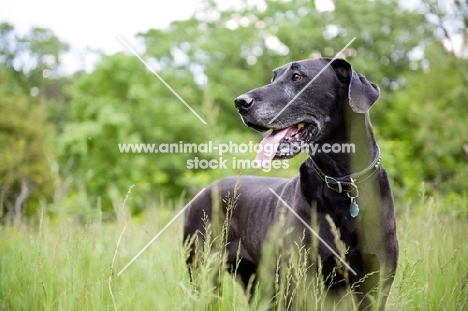 Black Great Dane standing in long grass.