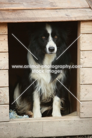 Border Collie in dog house