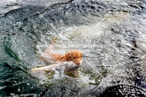 Nova Scotia Duck Tolling Retriever in water with log