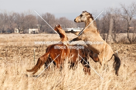 Morgan horses fighting