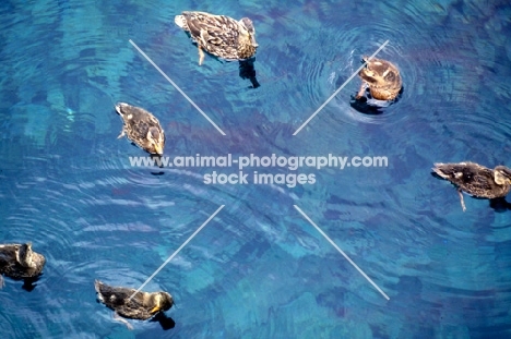 hen mallard with her five ducklings swimming