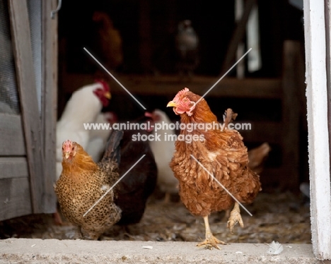 Rhode Island Red chicken walking out of a barn