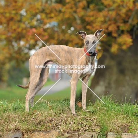 working bred whippet, stood on a devon bank out rabbiting
