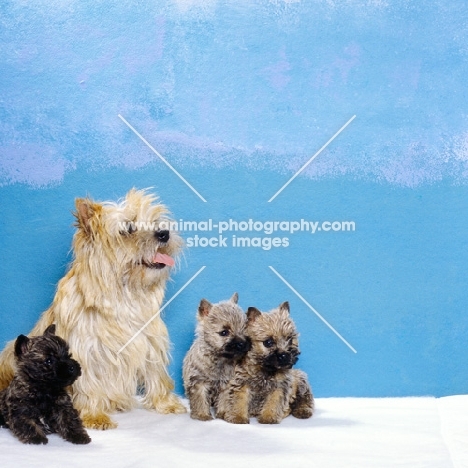 cairn terrier mother and puppies sitting indoors