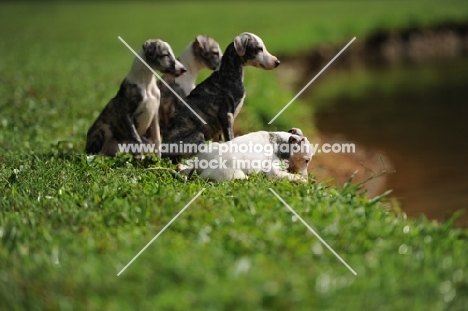 group of young Whippet puppies sitting near riverside
