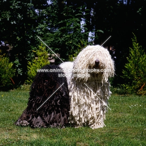 puli, ch loakespark polly-esta;
komondor, hercegvaros cica of borgvaale and loakespark  hungarian puli and komondor