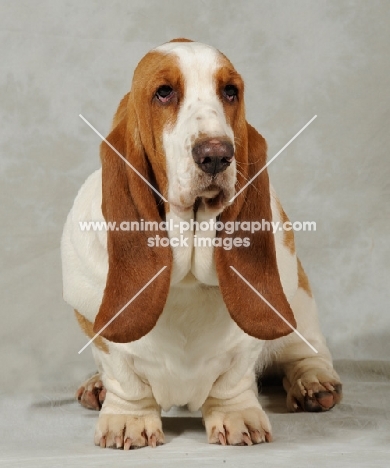 Basset Hound in studio