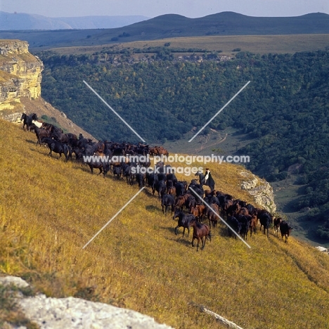 Kabardines taboon of mares and foals by a cliff in Caucasus mountains