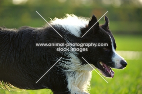 black and white border collie running, close-up