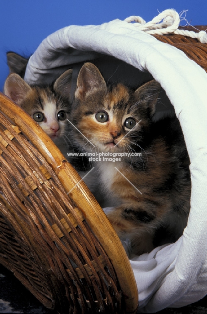 two moggie tortie and white kittens in a basket