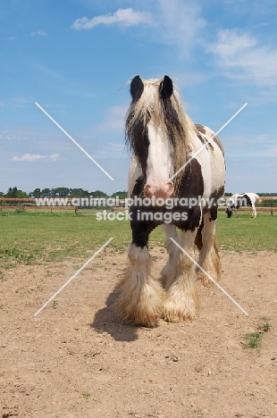piebald horse walking in field