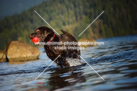 Chocolate Lab retrieving ball in water.