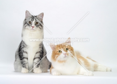 Silver Mackerel Tabby & White and Red Mackerel Tabby & White Siberians