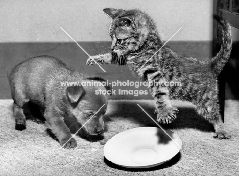 kitten fighting a puppy above an empty plate