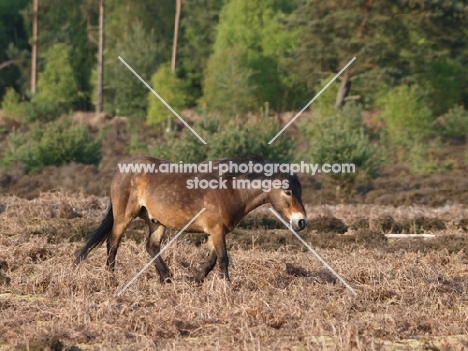 Exmoor Pony walking near forest