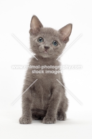 Russian Blue kitten 