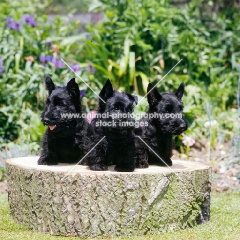 three scottish terrier puppies sat on a log
