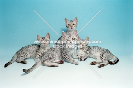 group of Egyptian Mau cats