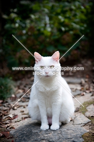 white cat sitting outside on paving stone