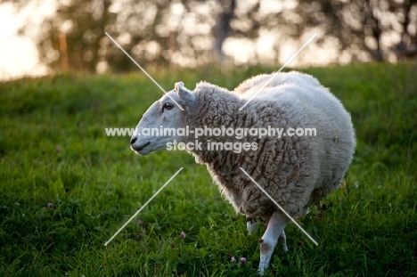 Cheviot sheep in sunlit meadow.