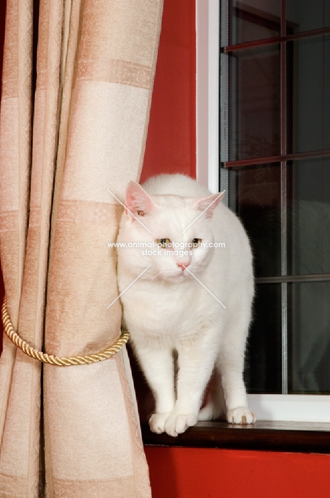 non pedigree cat on window sill