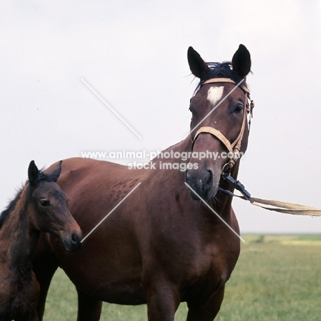 North Star mare with foal at Mezőhegyes